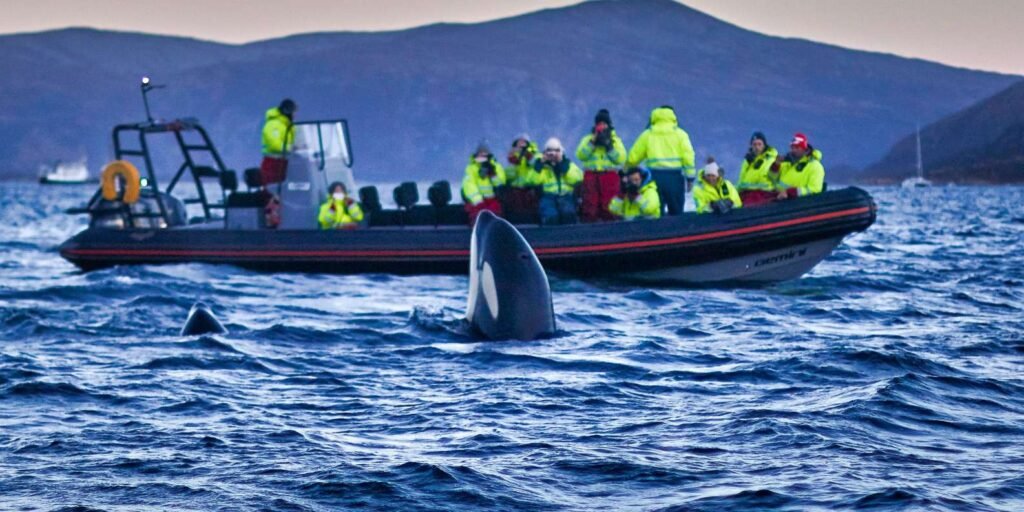 Whale Watching Safaris Norway