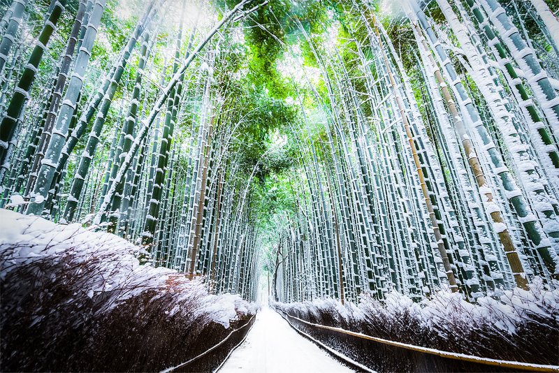 Kyoto, Japan Arashiyama Bamboo